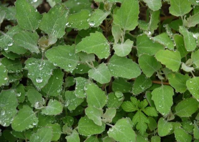 关中食话 | 小暑 暑野双味_苋菜