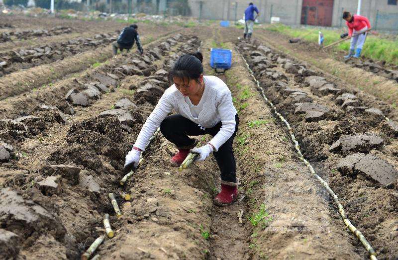 甘蔗种植全过程图片