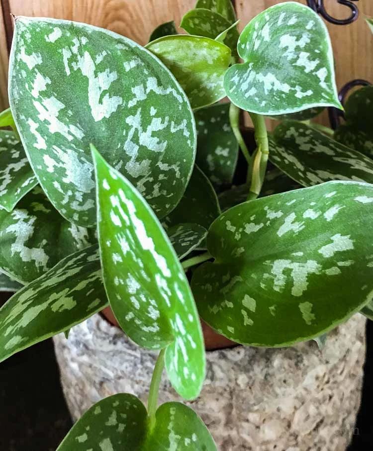 原创8种长相别具一格的室内观赏植物新手可养好各个房间能养