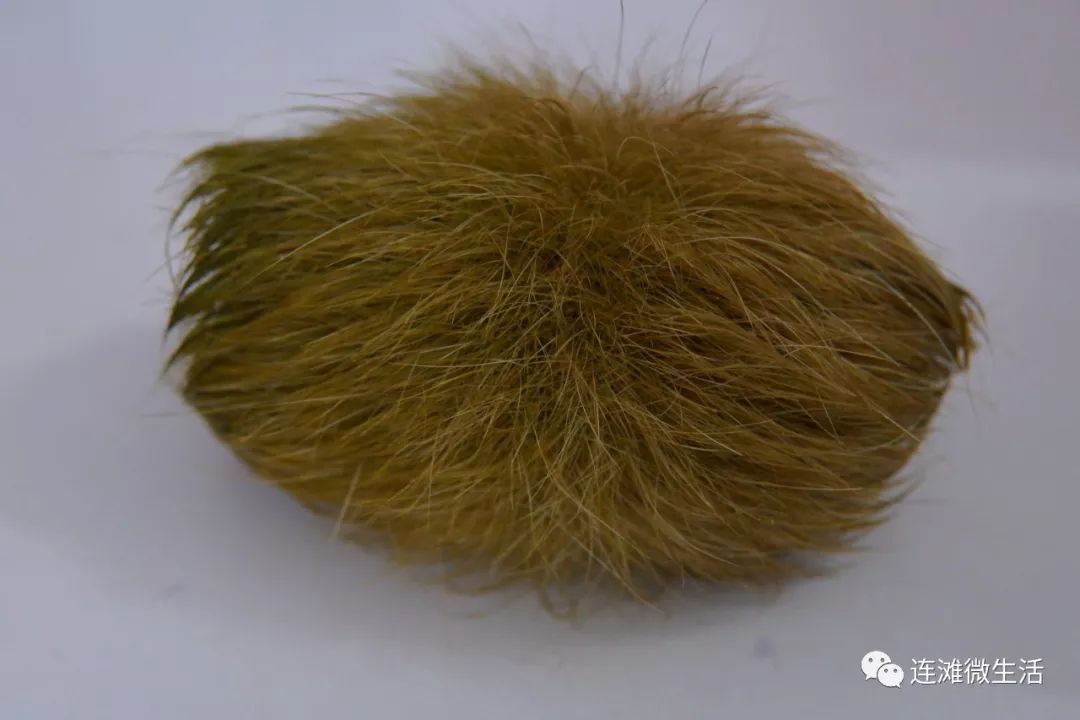 肇庆附近的一名猪肉佬劏猪时得到猪砂全国极其罕见价值百万