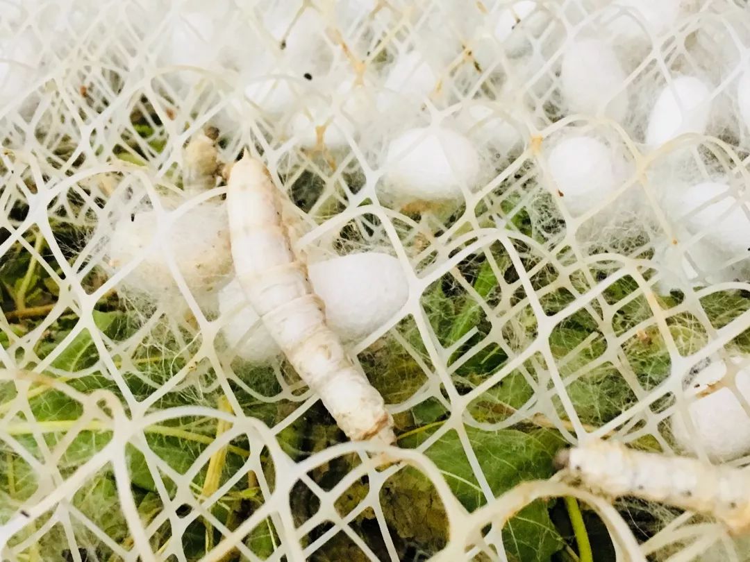 到鱼米之乡感受蚕桑文化,走进当地爷爷奶奶的家里,摘下绿油油的桑叶