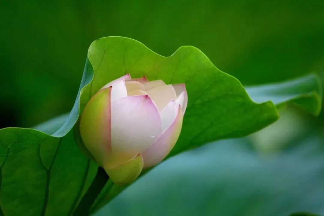 头条| 夏季来临,来看简阳人如何解锁消夏新方式!_荷花
