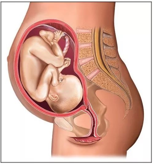 怀孕后子宫位置图图片