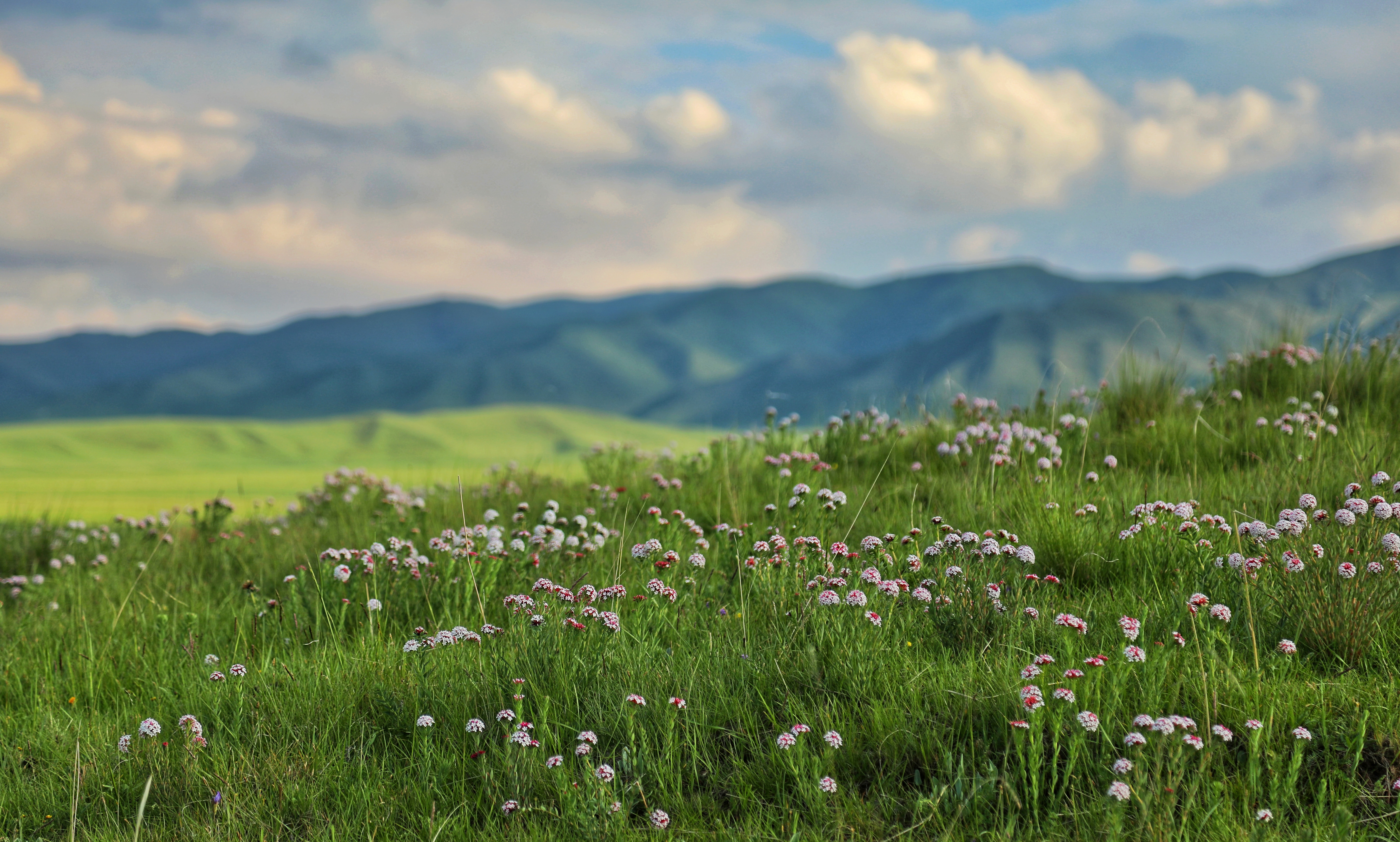 原子城周边草原上盛开的小花(7月1日摄)