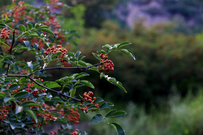 原创浑身充满了魅力的属相女让男人想要靠近特别想去了解她