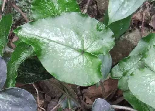 農村這種最常見的植物,村民靠它年產值千萬元,能抵抗白細胞減少_細辛