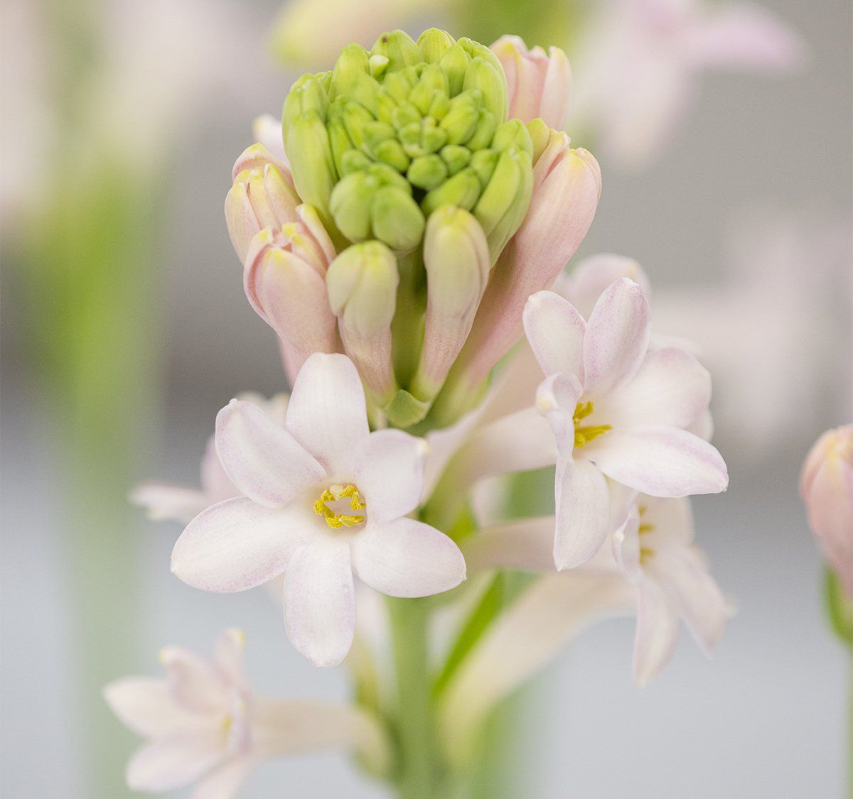 原创适合用鳞茎养护的晚香玉,花朵可以开一米多高,夜晚花香特浓