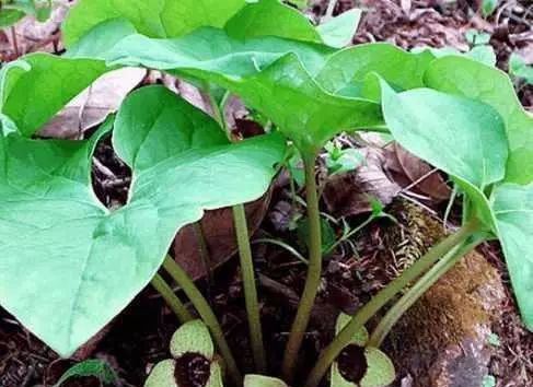 農村這種最常見的植物,村民靠它年產值千萬元,能抵抗白細胞減少_細辛