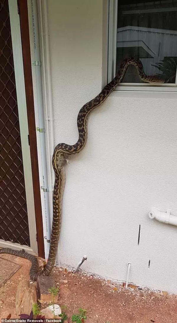 恐怖澳洲最大蟒蛇造访民宅体长35米女屋主直接吓懵