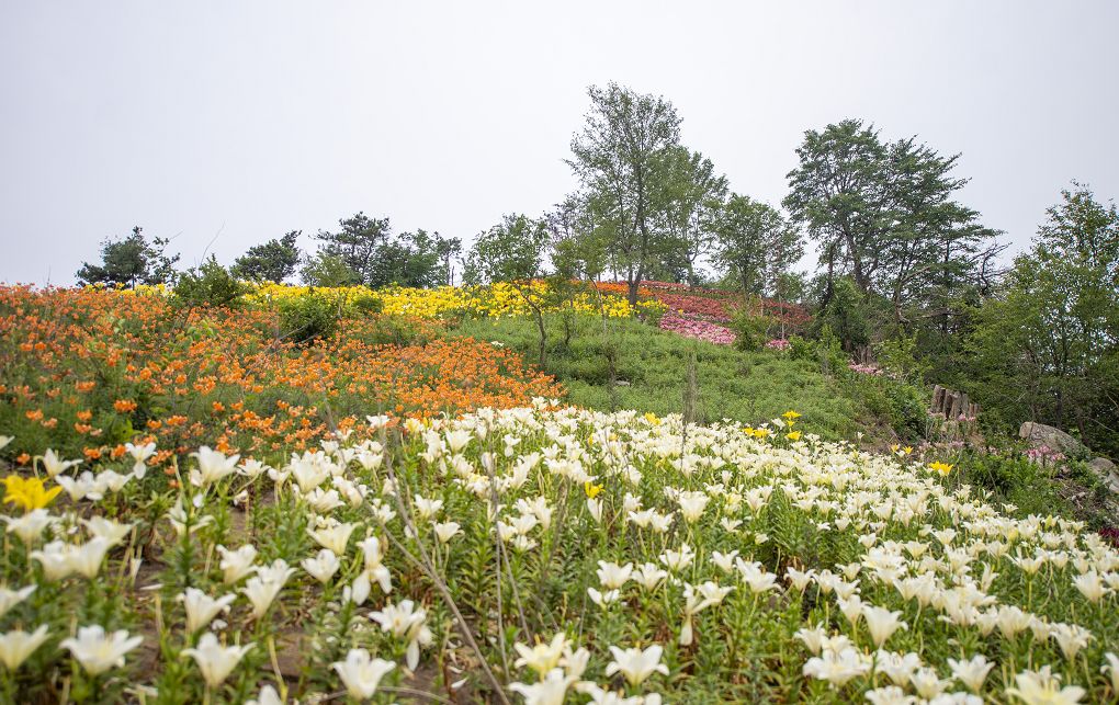 赏百合花海,观巍巍云海,享清凉一夏!_蒙山