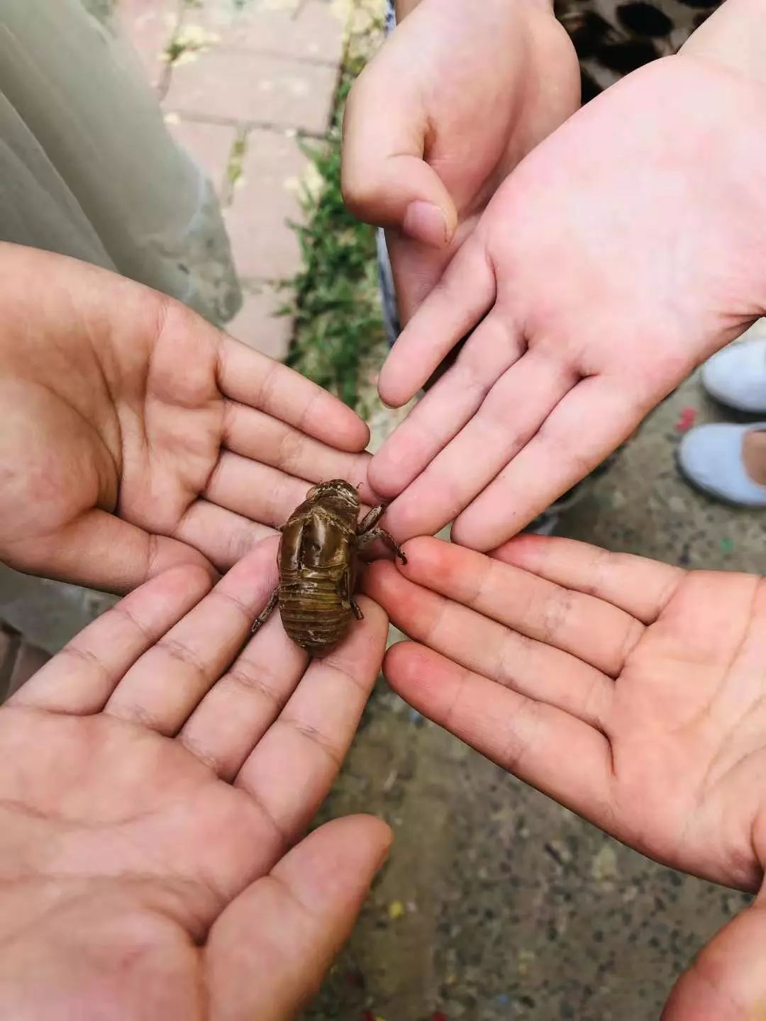 在学校后院发现啦~蝉 昆虫的代表种类