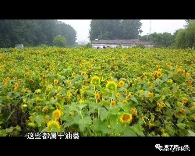 长江边上藏着这么好的地方瓜洲葵园赏风光