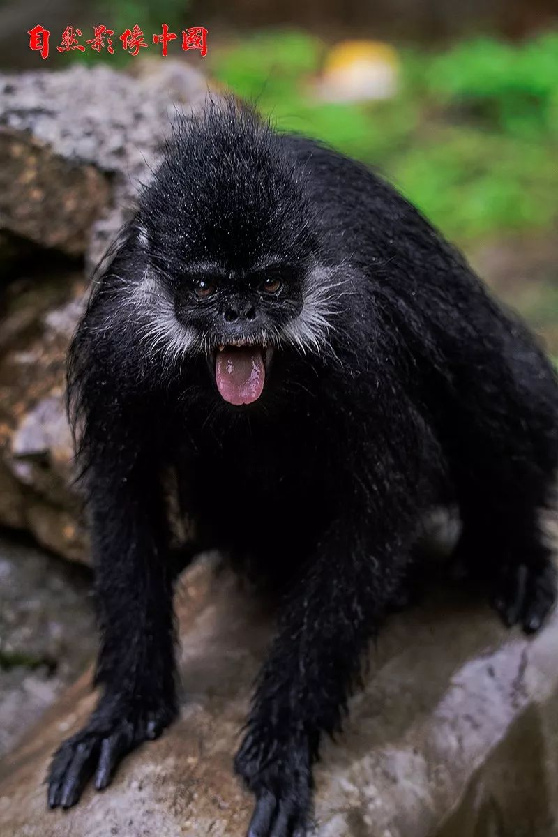 贵州省麻阳河国家级自然保护区黑叶猴数量达550余只