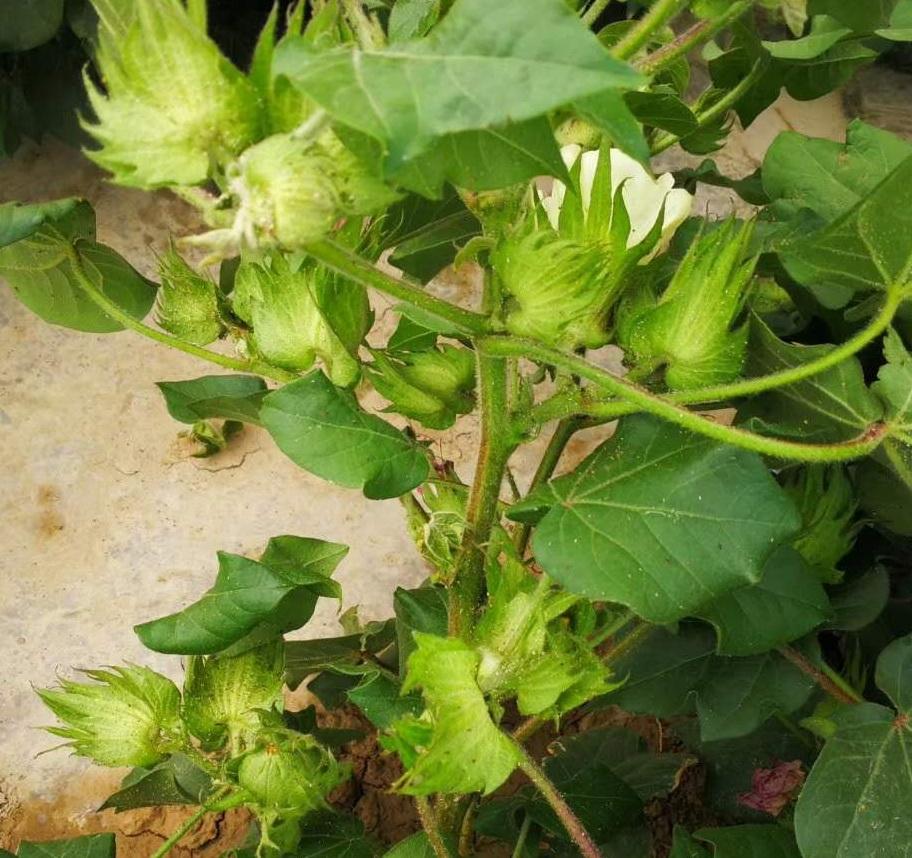 今年前期棉花不长,很多农户为了催苗用了一些激素类叶面肥,将叶片催得
