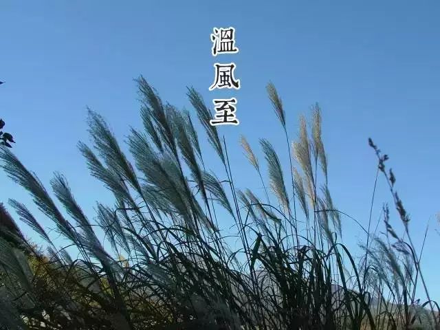 【小暑第一候:溫風至】大地上便不再有一絲涼風,【小暑二候:蟋蟀居宇