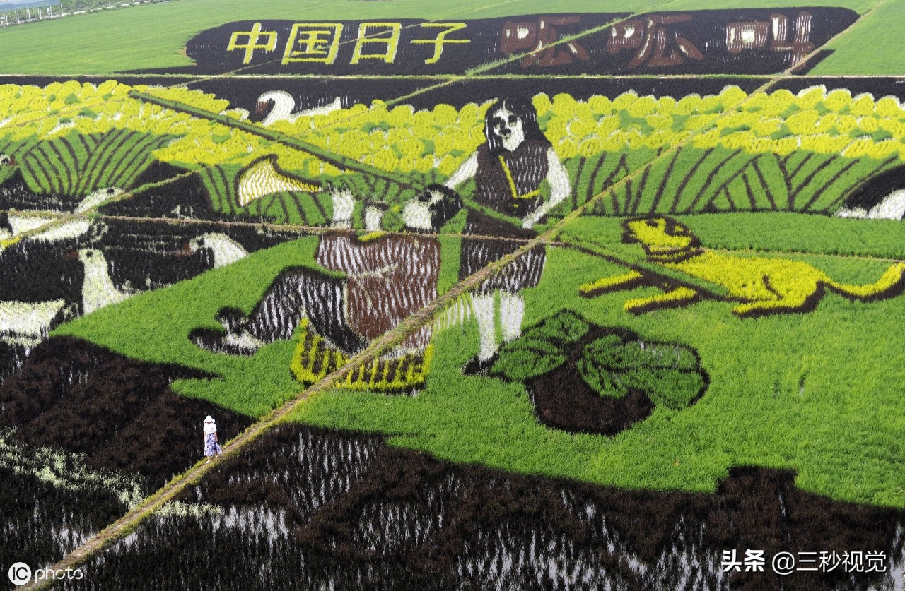 1/15大地艺术在国外非常的流行,曾经在日本就有农民伯伯用水稻田种出
