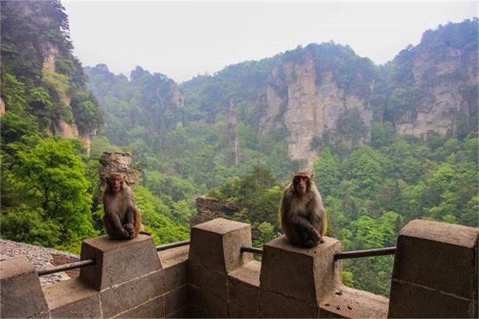 秃尾巴金鸡?天波府观景台.