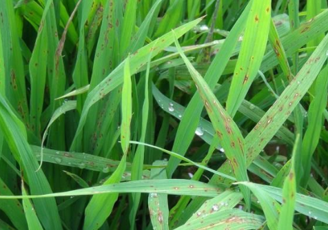 生物农药春雷霉素,你了解多少?掌握使用方法,巧防多种作物病害_防治