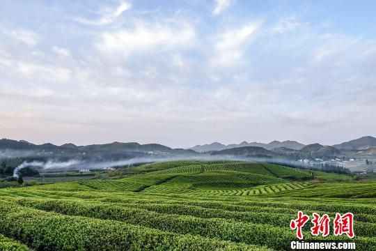 贵州"瓮安欧标茶"畅销海内外