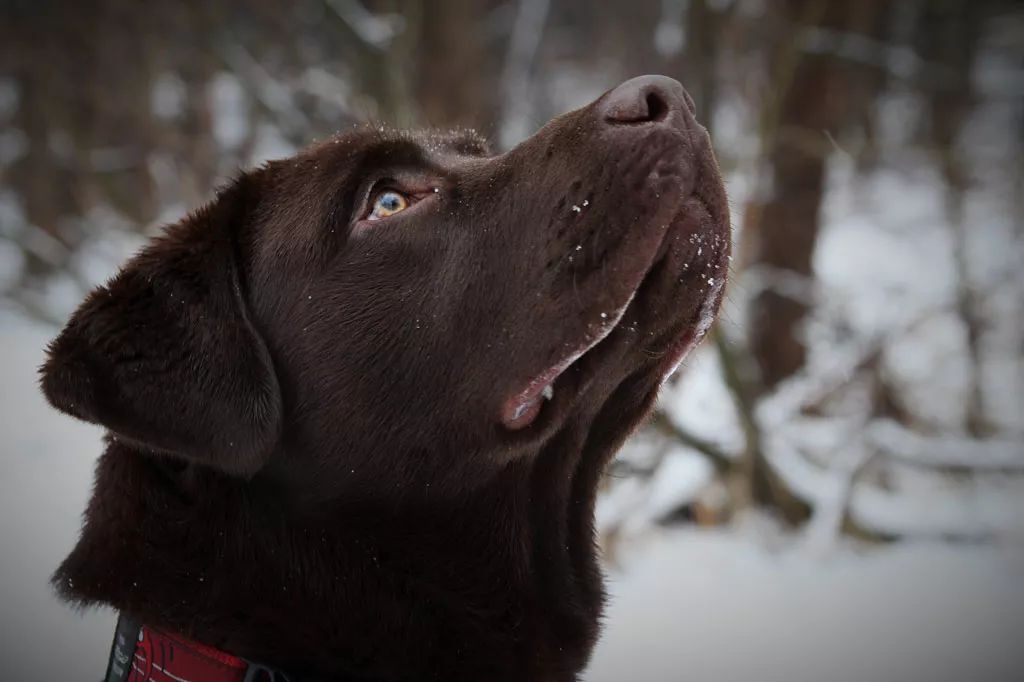 高清壁纸再次来袭,让猛犬们霸屏吧!