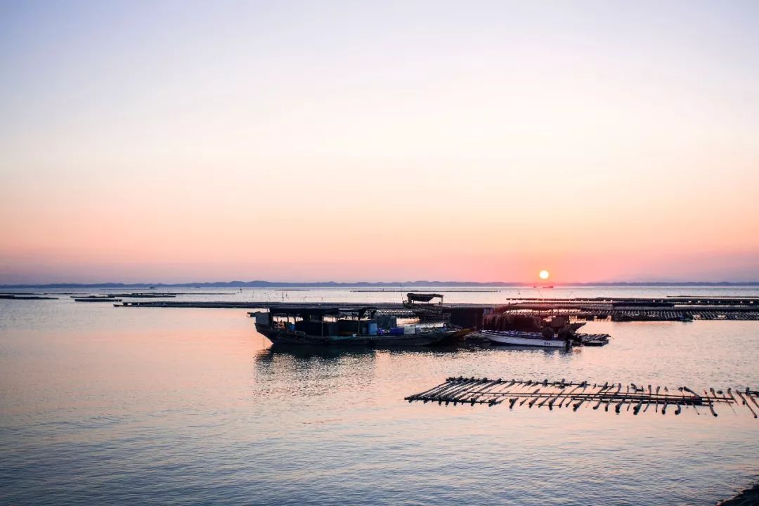 钦州湾小暑风物志桂味接暑鹰飞夏幕