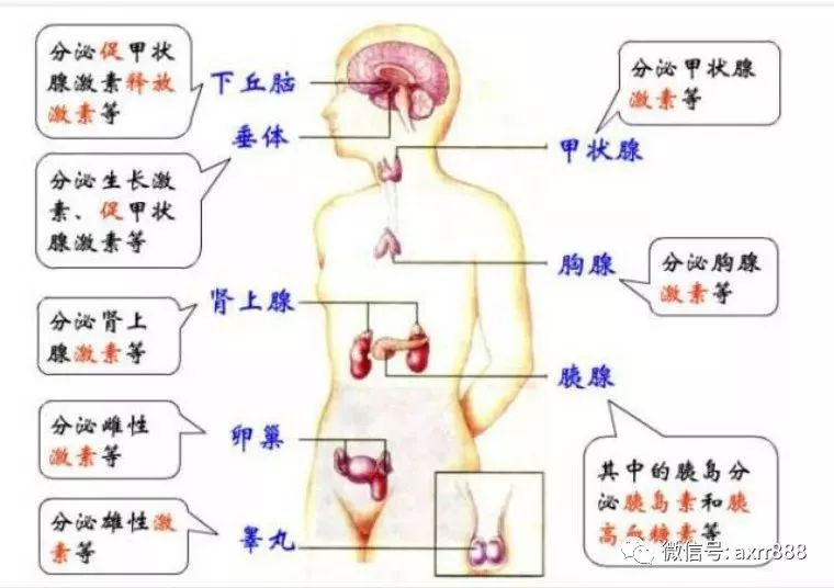 内分泌腺结构图片