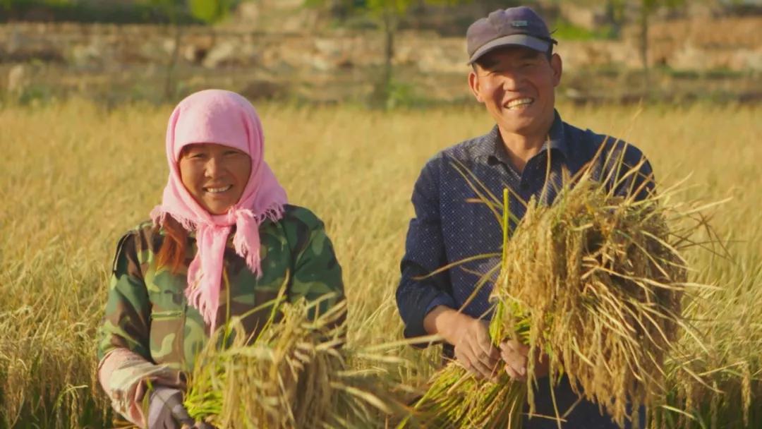 稻米之路导演手记张莉粒粒皆辛苦