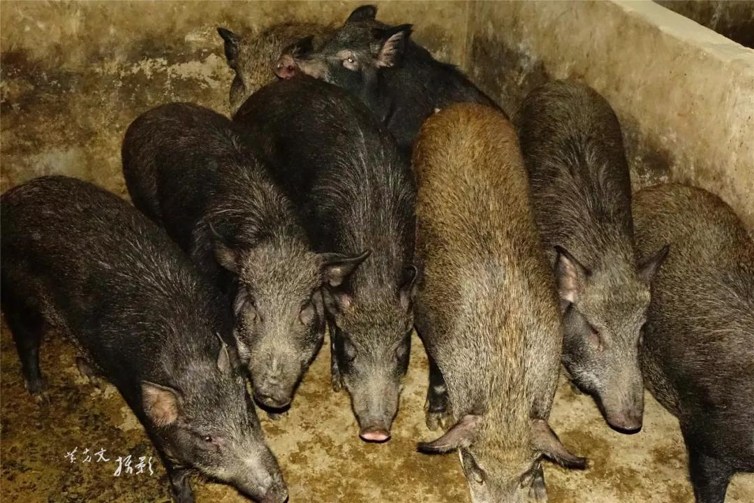 筠连金凤村养了那么多的野猪,竟全部都是这帮"特殊群体"的!_养殖