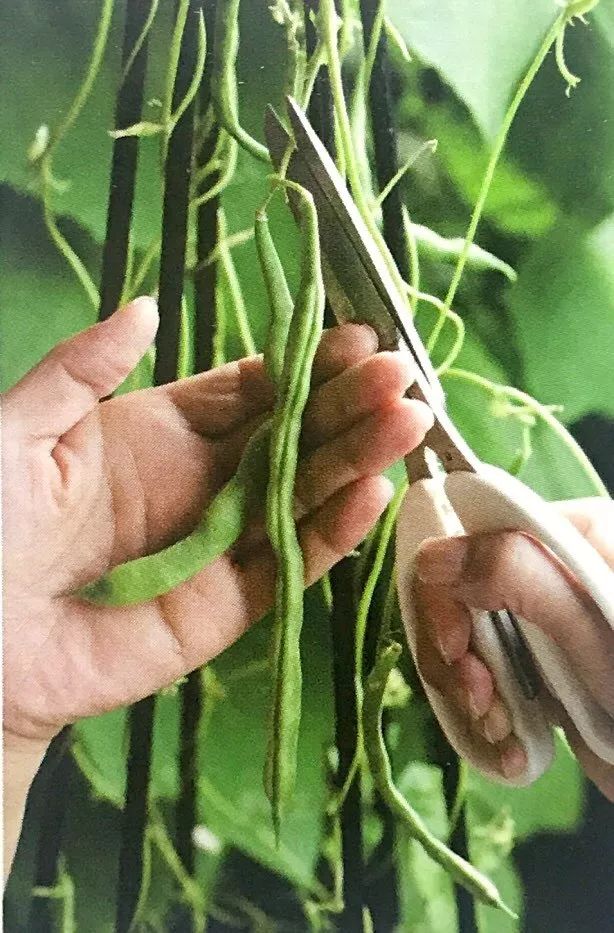 扁豆可以当花种麻绳引蔓织就绿色挂毯好吃更能赏心悦目