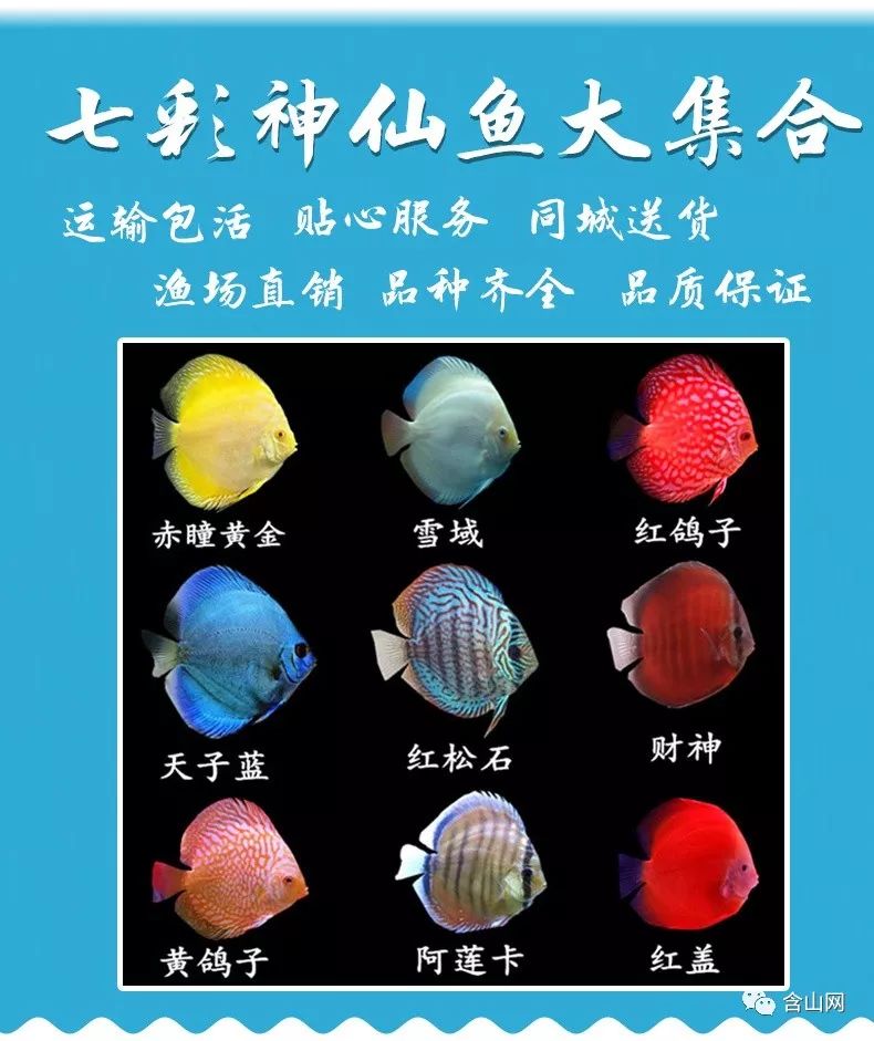 涨见识了含山仙踪骆集有个热带七彩鱼养殖场