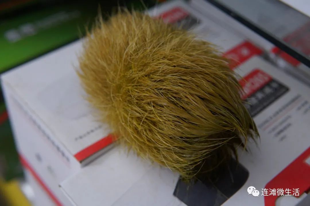 肇庆附近的一名猪肉佬劏猪时得到猪砂全国极其罕见价值百万