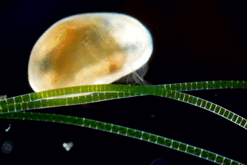 水里的神秘微生物:看一看那些浮游动物浮游植物(藻类)的真面目!-搜狐大视野-搜狐新闻