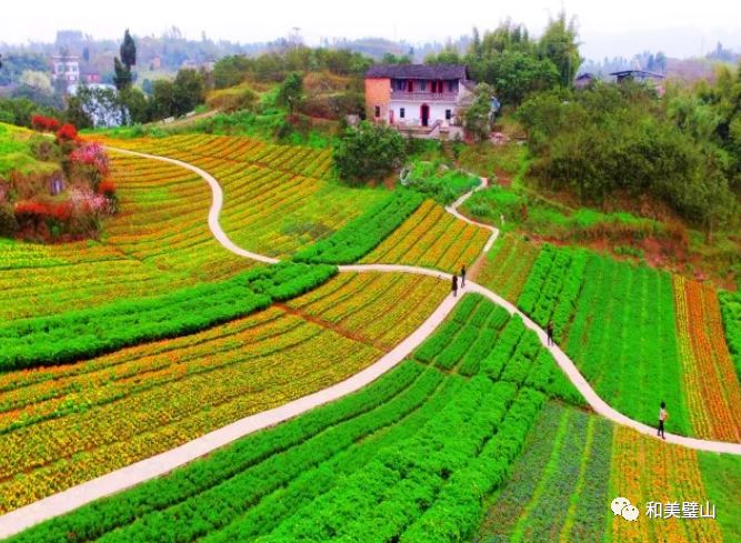 四季花海,园林创意园,桃花峪,樱花园,璧西竹海等乡村民俗特色项目