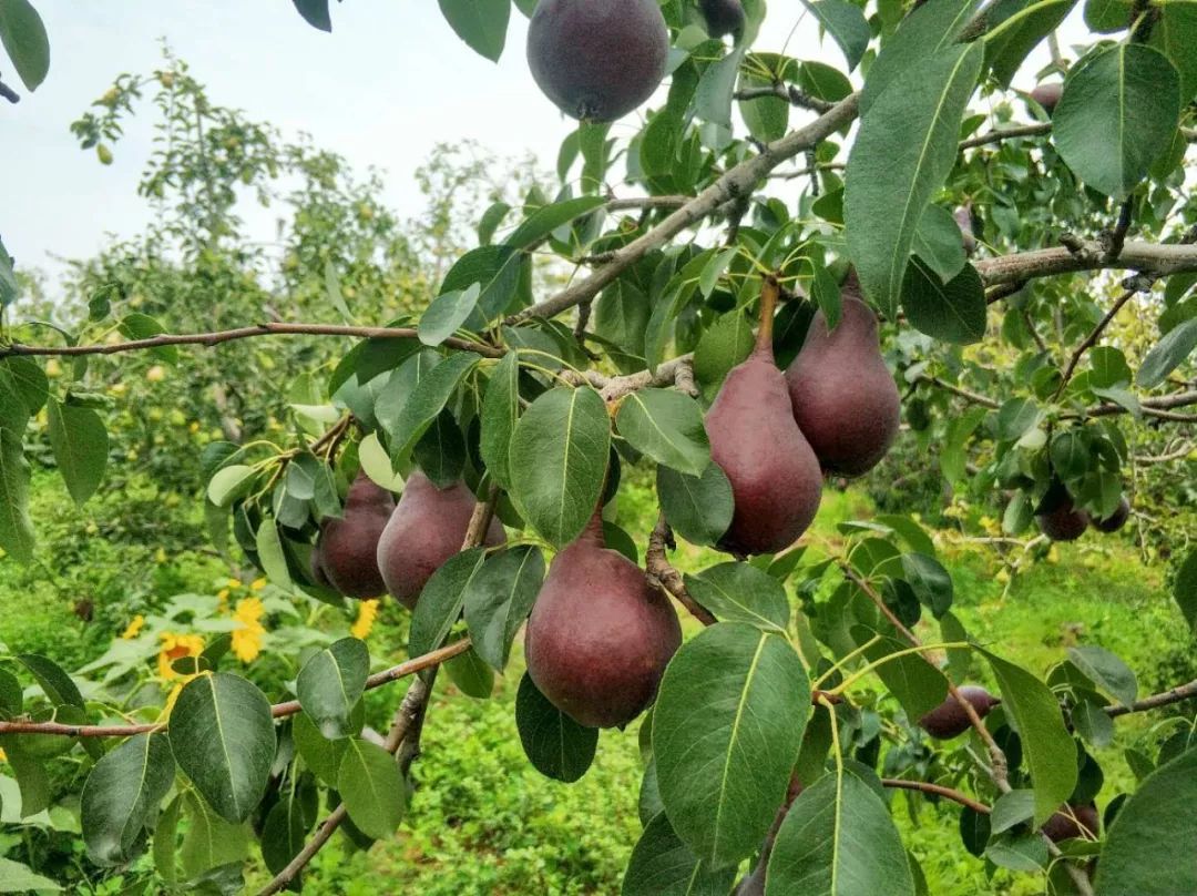 红啤梨的推荐吃法是"吃软不吃硬"!