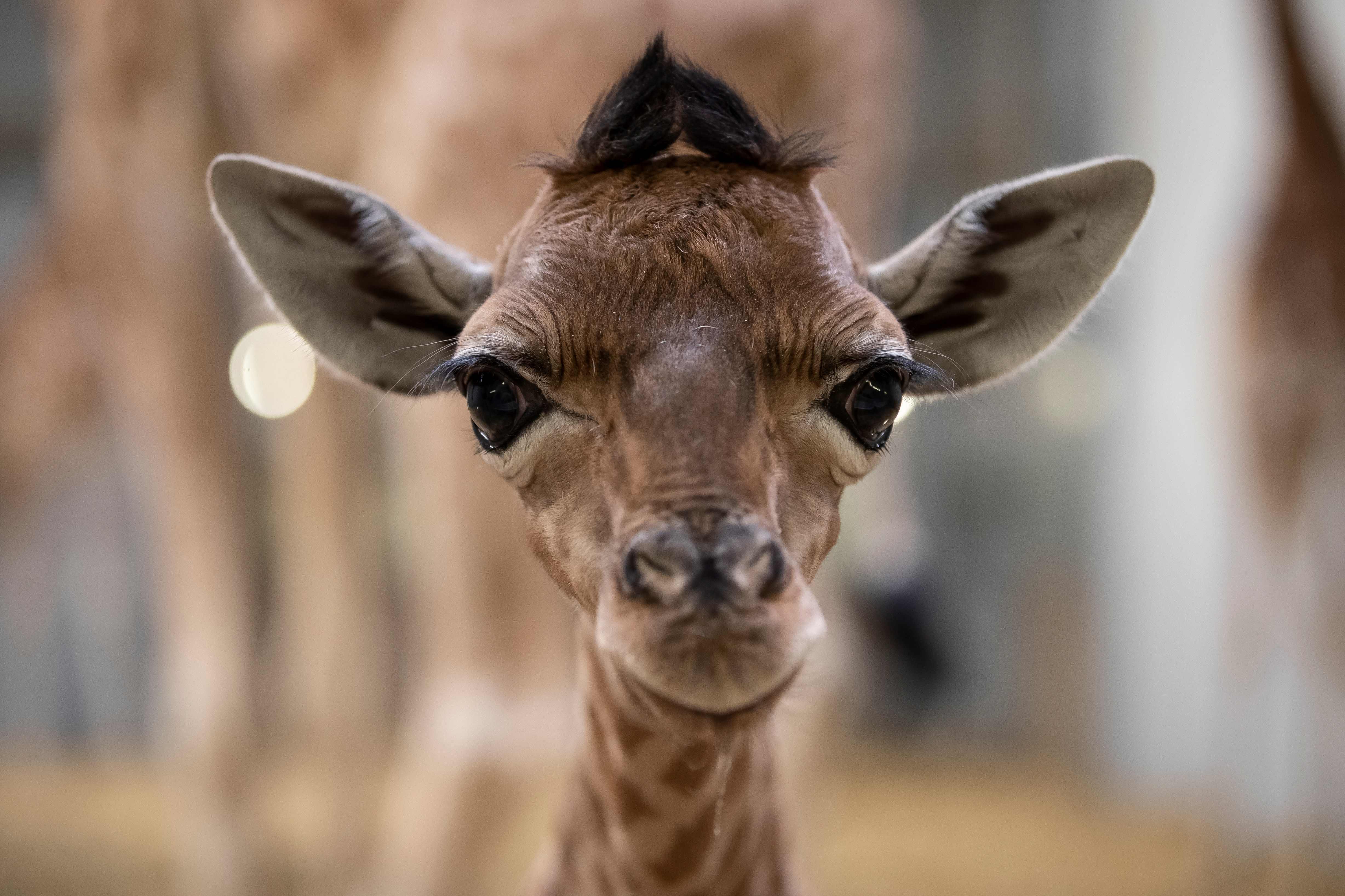 长颈鹿的真实图片国宝图片