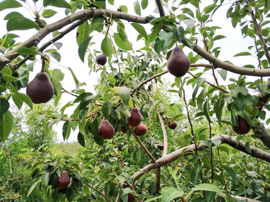 可以吸的水果界冰淇淋!酥嫩香甜,润肺又降火,据说只有5%的人吃过!
