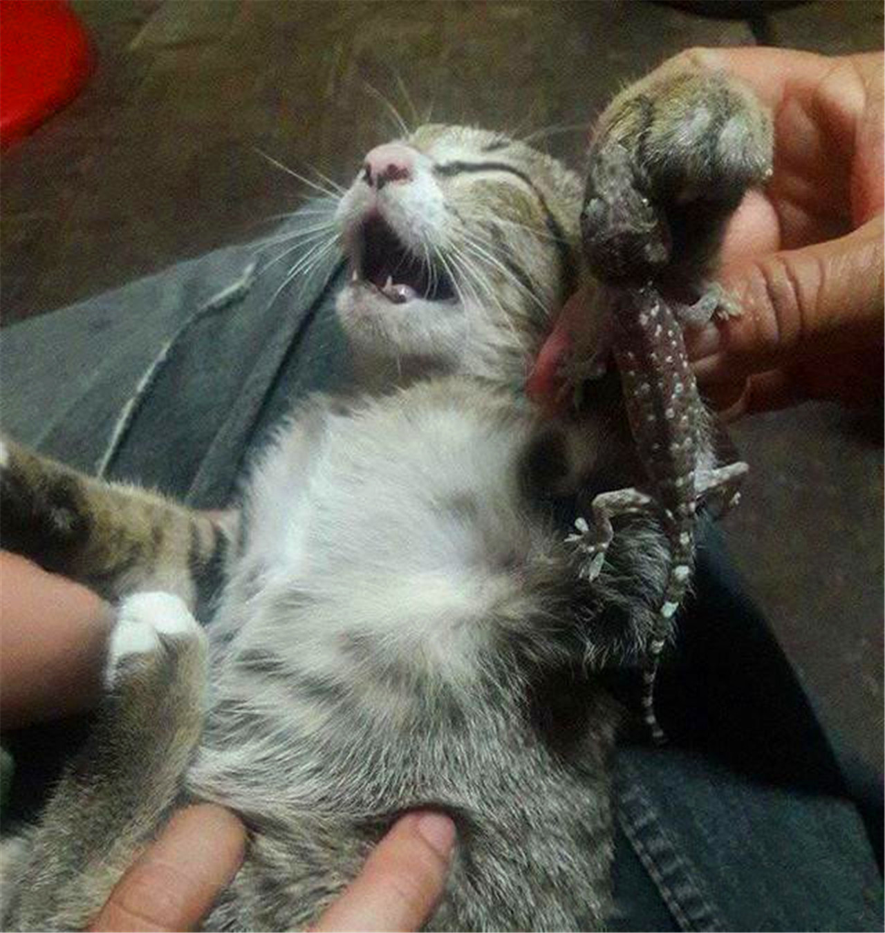 老猫手贱玩壁虎却被反咬一口疼的嗷嗷叫朕是不是要亡了