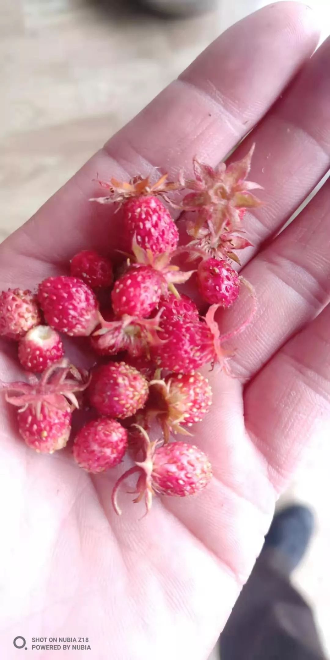 2019年新款快来瞧瞧当然是高粱果和羊奶子啦~这还用说你知道是什么吗?