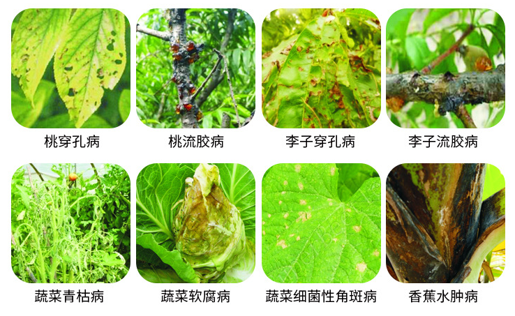 生物农药春雷霉素,你了解多少?掌握使用方法,巧防多种作物病害_防治