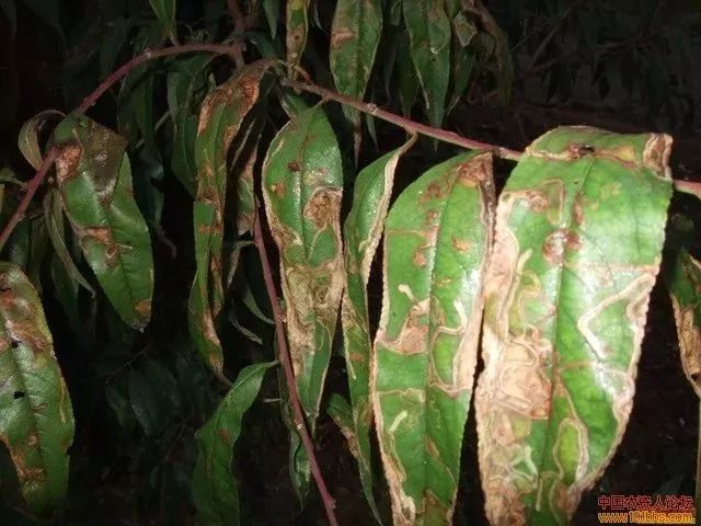 进入7—8月份,桃子的疮痂病,穿孔病,褐斑病,炭疽病等病害都到了高发期