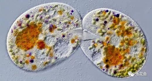 原创水里的神秘微生物看一看那些浮游动物浮游植物藻类的真面目