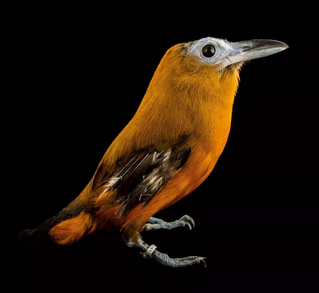 三色伞鸟(perissocephalus tricolor)