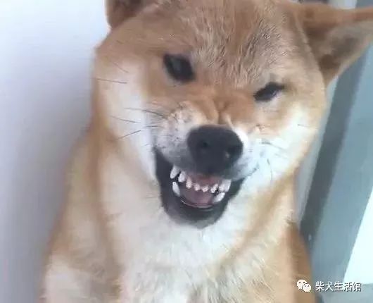 柴犬嫌粮少对主人龇牙,上去就是一大嘴巴子:给你惯的