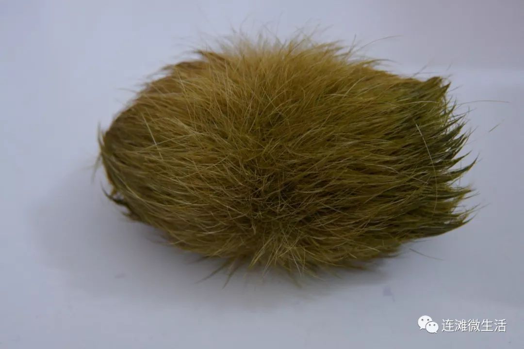 肇庆附近的一名猪肉佬劏猪时得到猪砂全国极其罕见价值百万