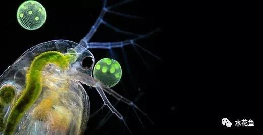 原创水里的神秘微生物看一看那些浮游动物浮游植物藻类的真面目