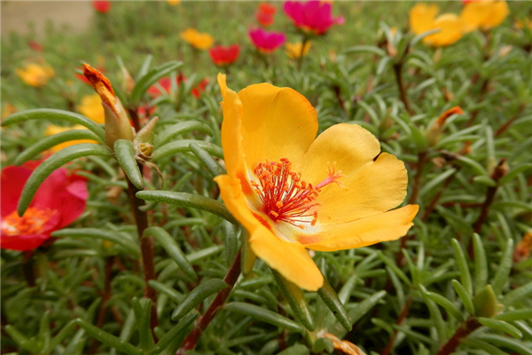 半枝莲又叫太阳花,最容易养,怎样让太阳花开花更茂盛?