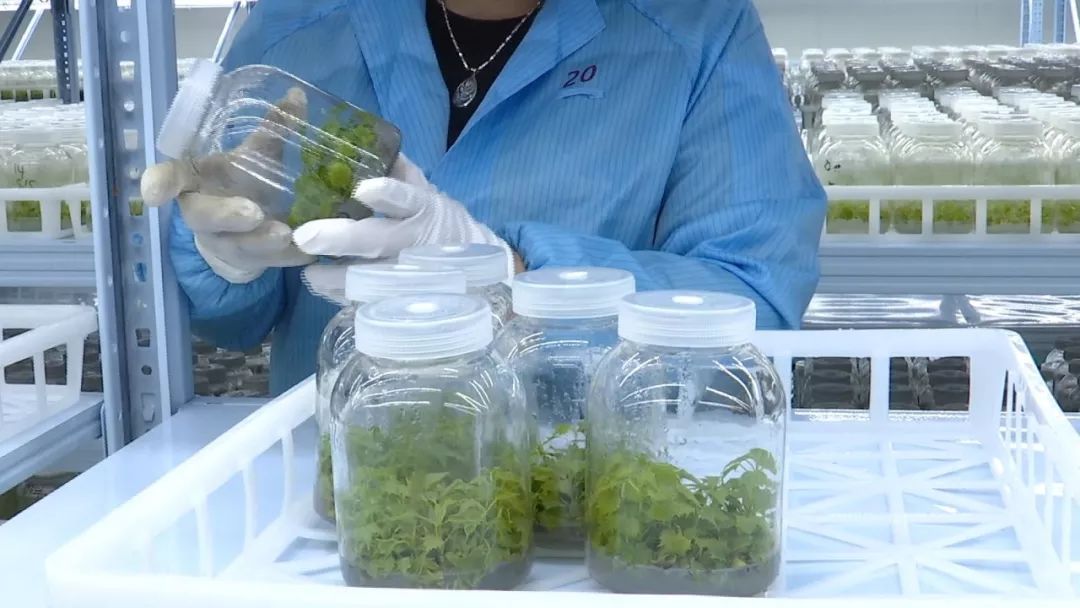 致富有妙招运用克隆技术实现育苗私人订制