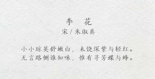 看桃李吐露芬芳,吟诵着 宋代诗人朱淑真,对 李花的赞美