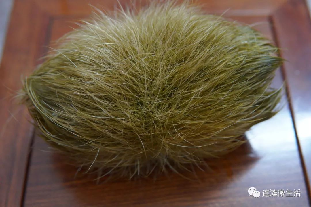 肇庆附近的一名猪肉佬劏猪时得到猪砂全国极其罕见价值百万