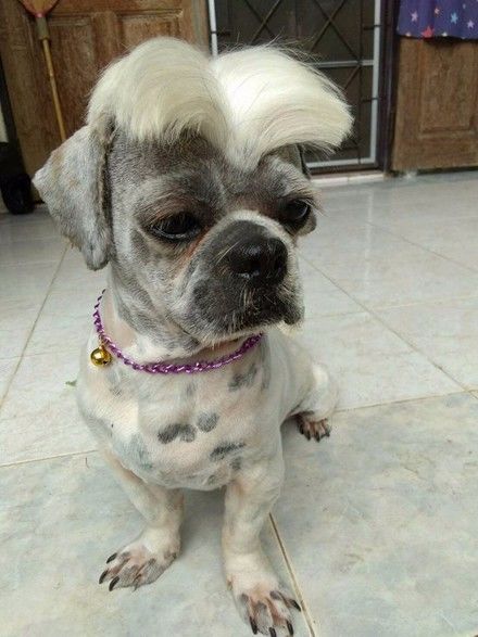 狗狗剪了个汉奸头型,狗生一下子绝望了._发型